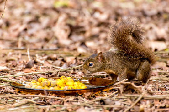 Squirrel smelling a plate with butia a Brazilian fruit.