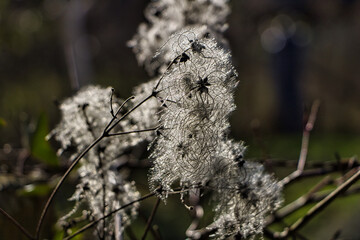Weiße flauschige Blume 