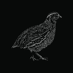 quail illustration isolated on black background