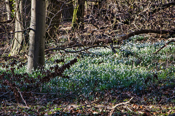 Weiße Schneeglocken im Wald im Frühling 