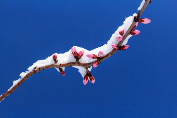 cold-weather damage. spring in the snow. snow falling on peach blossoms.  abnormal temperature...