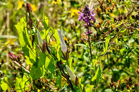 Wald Zaunwinde wei&szlig;e geschlossene Wiesenblume 