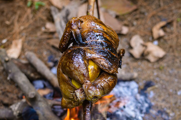 Chicken roasted on the stick grilled on the campfire. bushcraft concept. traditional primitive cooking concept.