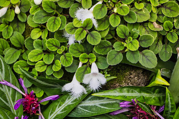 Schwedischer Efeu mit flauschigen Blättern und weißen Blumen 