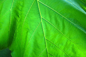 green leaf background with a beautiful leaf border pattern            