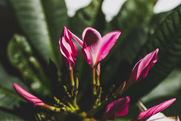 close-up of pink paradise frangipani plant with flowers under strong sunshine