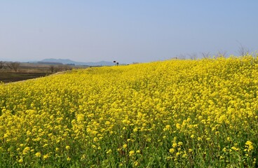 春の渡良瀬　満開に咲く菜の花　風景