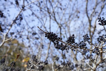 青空バックに見上げるきれいに熟したクロウメモドキの実＠神戸、兵庫