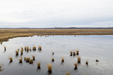 Pfeifengras (Molinia caerulea) Lengener Meer Hochmoorsee Uplengen Landkreis Leer Ostfriesland Niedersachsen