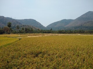 Fototapeta premium rice cultivation, Paddy field in Tenkasi, Tamil Nadu, India