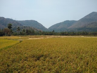 rice cultivation, Paddy field in Tenkasi, Tamil Nadu, India