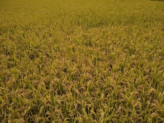 rice cultivation, Paddy field in Tenkasi, Tamil Nadu, India