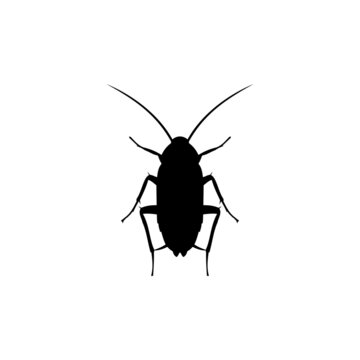 The Best Cockroach Silhouette Pictures With White Background