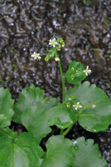 フキユキノシタ（北海道・知床）
