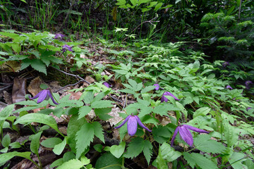 群生するミヤマハンショウヅル（北海道・知床）
