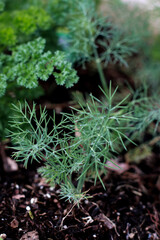 dill plant in the garden