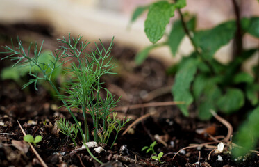 dill plant growing in the garden