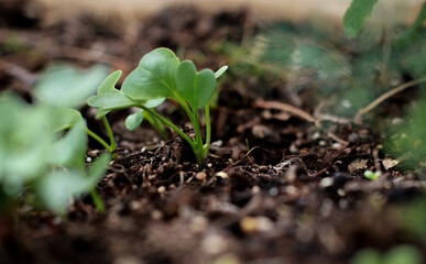 close up of green sprouts of radish, blurred background