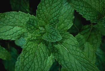 close up of mint leaves, background