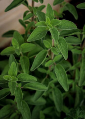 close up of oregano plant, background 