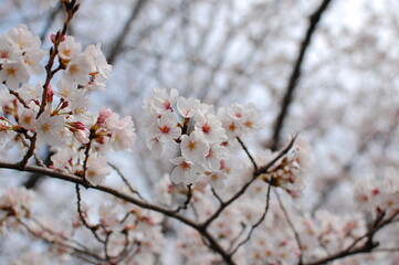 春が来た日本の桜