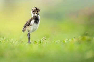 little tero