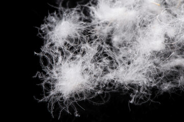 soft fluffy white down feather on black background.