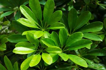 Fototapeta na wymiar Green tropic big leaves background.