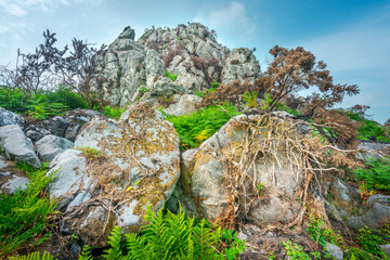 Roche Rock and large,root covered boulders in foreground,Roche,Cornwall,England,United Kingdom.