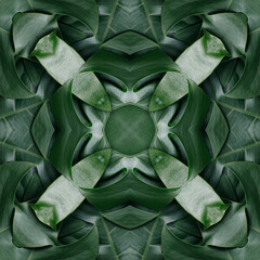 Fototapeta na wymiar Green mandala from forest palm, monstera or fern tree leaves. Mandala made from natural objects. Natural leaf ornament. Symmetry, seamless, perfection