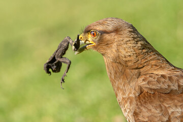 bird of prey