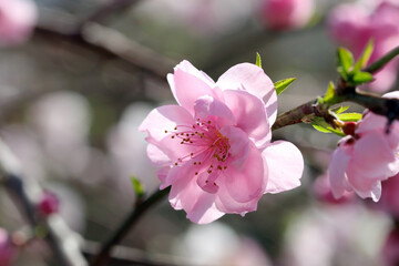 Japanese pink Cherry blossom "Sakura"  branch, closeup macro photography.