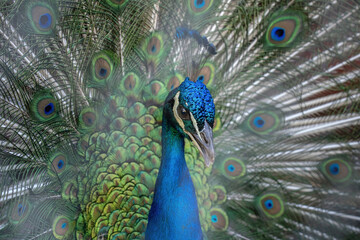 Obraz premium peacock with feathers