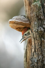 close up of a woodpecker