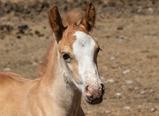 Obraz premium Portrait of a Foal