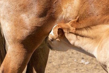 Foal Having Lunch