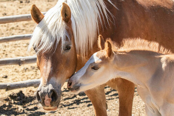 Portrait of Mare and Foal