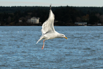 Fototapeta na wymiar Seagull Over Coos Bay, Oregon