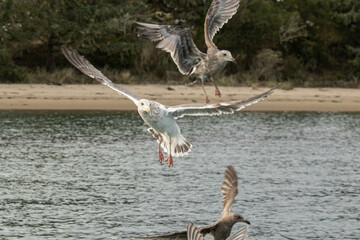 Flock of Seagulls