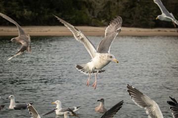 seagull in flight