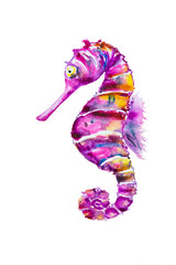 Sea horse watercolor illustration
