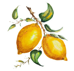 Lemons. Original hand drawn watercolor  