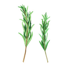 Obraz premium Culinary fresh rosemary. Watercolor illustration culinary herbs for cooking Isolated on white background. Art for design