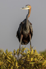 Ein freigestellter Goliathreiher frontal auf Mangroven stehend