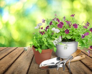 Summer garden life concept. Beautiful petunia flowers in pots outside in the garden.