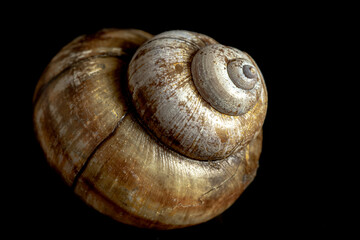 Shell, snail, spiral, macro, closeup