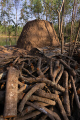 Charcoal manufacture using traditional soil covered fires used in Asia using trees from rubber...