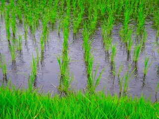 雨の恵みを受ける初夏の田んぼ