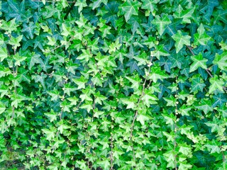 Obraz premium アイビーの背景