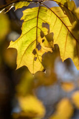 Fototapeta na wymiar Autumn, bright leaves of trees close-up, landscape.